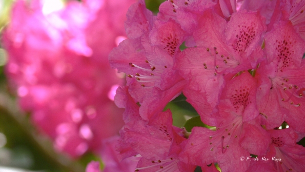 Bois des Moutiers (77) mai 2012